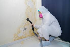 Biohazard Mold Removal in Reidland, KY